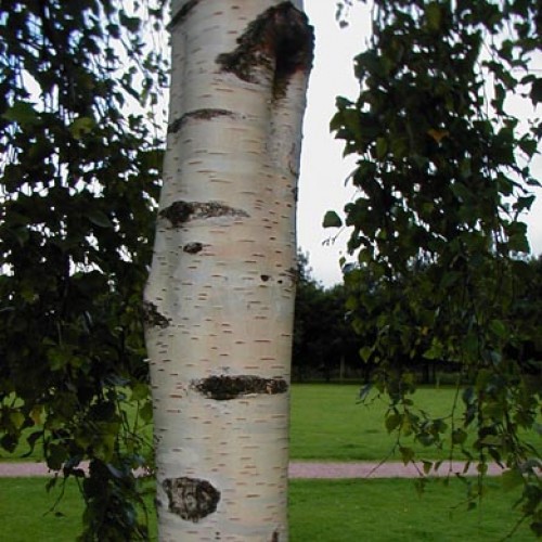 Silver Birch 40/60cm Bare Root (Betula pendula) | ScotPlants Direct